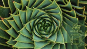 Spiral Succulent Image with Box Breathing technique